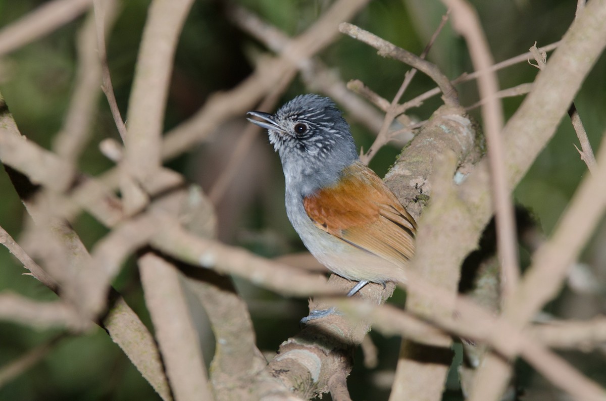 Rufous-backed Antvireo - Marcos Eugênio Birding Guide