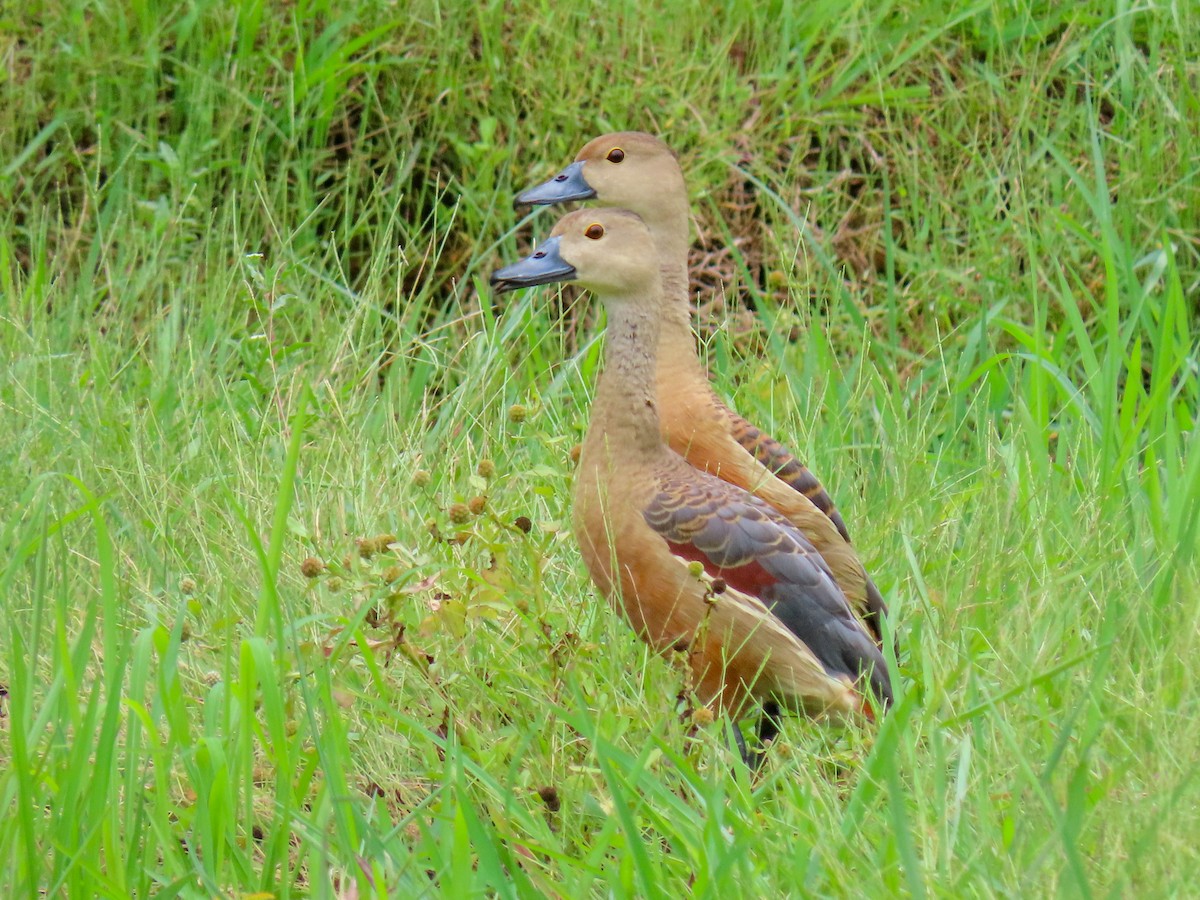 Lesser Whistling-Duck - shyamkumar puravankara