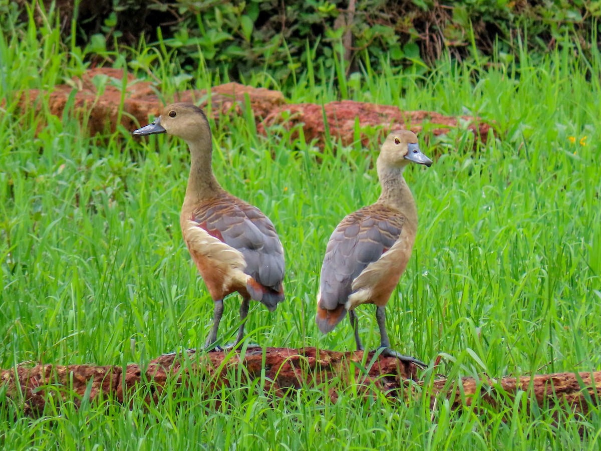 Lesser Whistling-Duck - shyamkumar puravankara