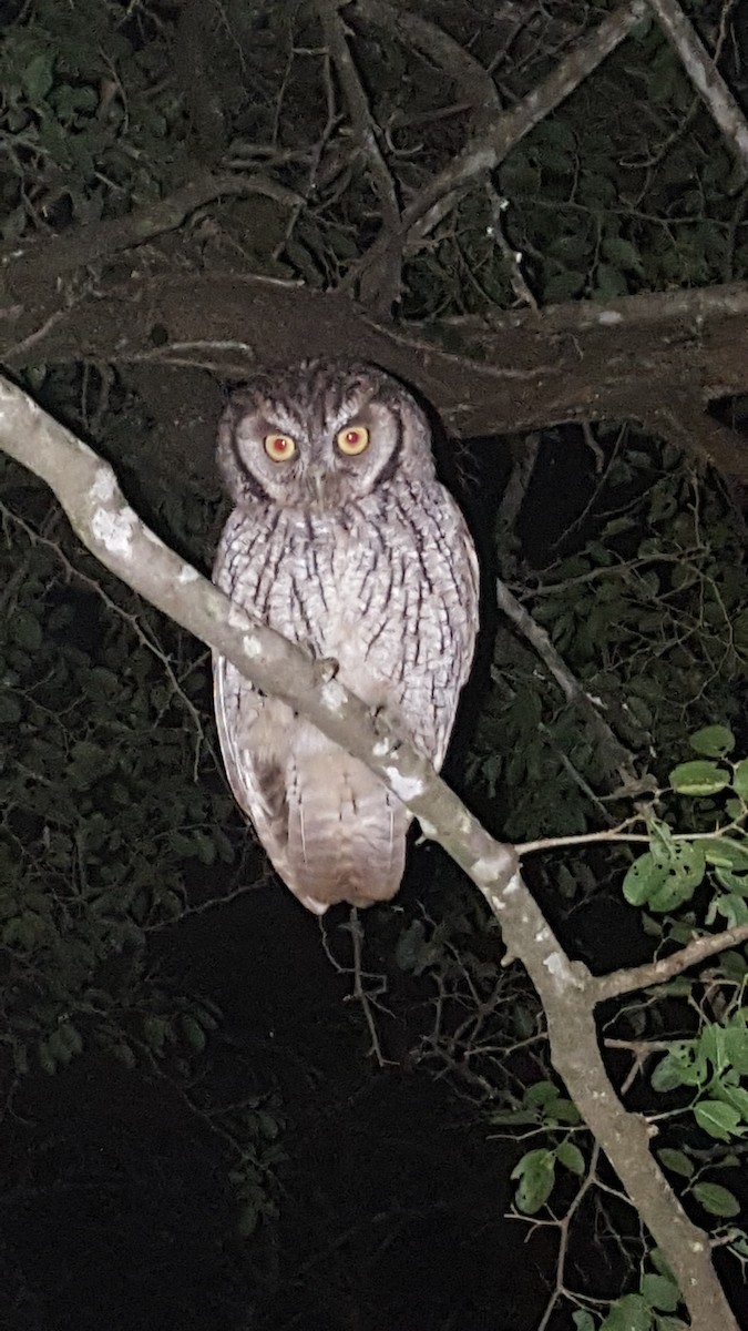 Tropical Screech-Owl - ML337326191