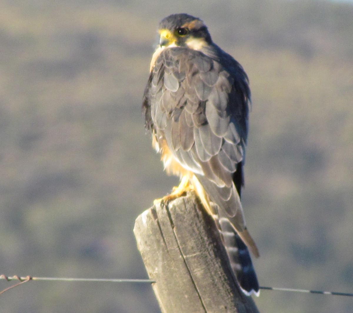 Aplomado Falcon - cynthia arenas