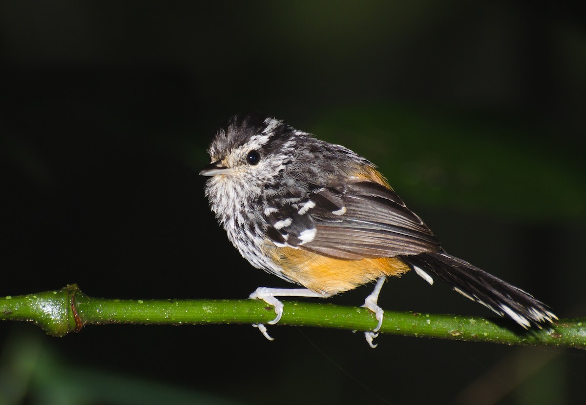 Ochre-rumped Antbird - Marcos Eugênio Birding Guide