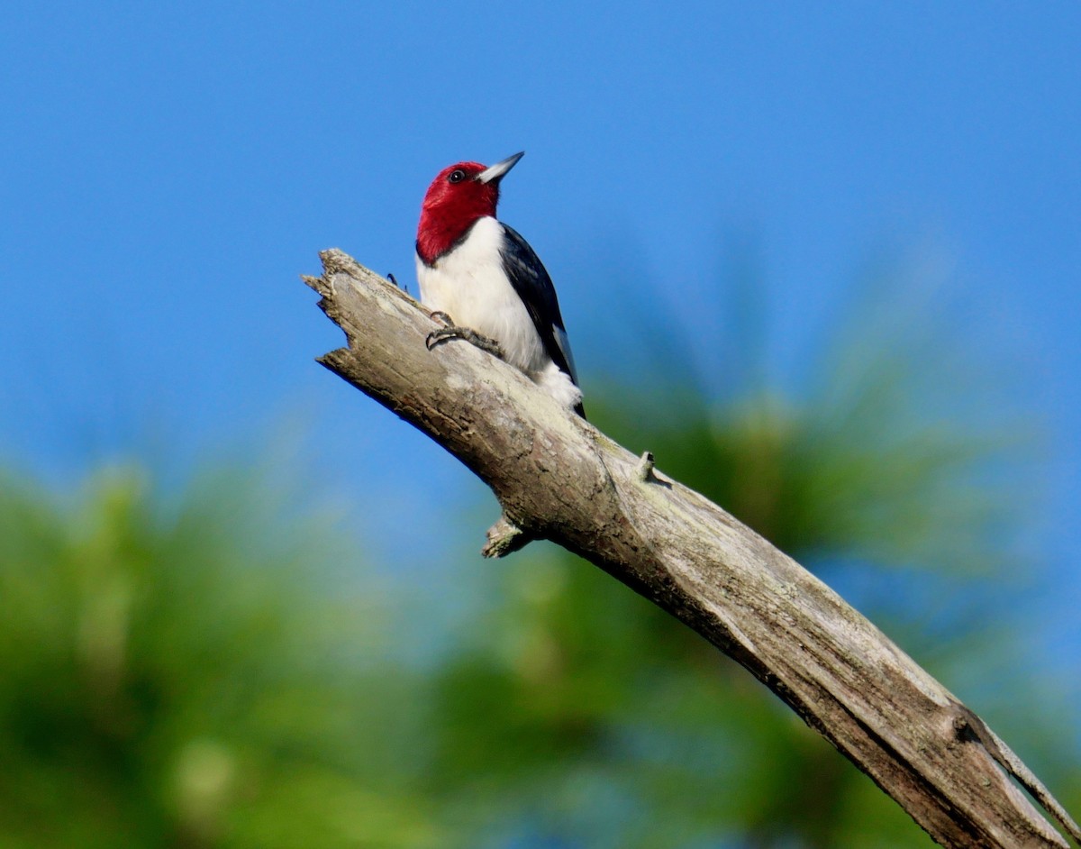 Red-headed Woodpecker - ML337327691