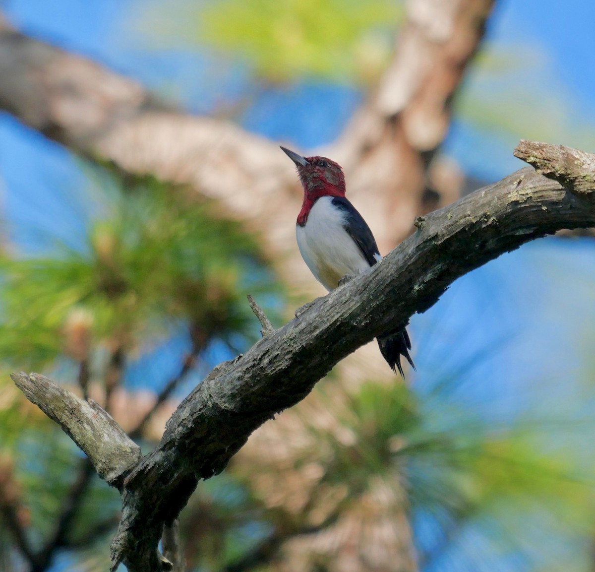 Red-headed Woodpecker - Rebecca Smith