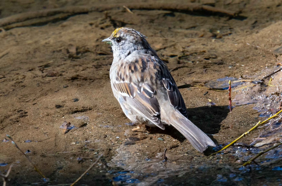 Golden-crowned Sparrow - ML337328231
