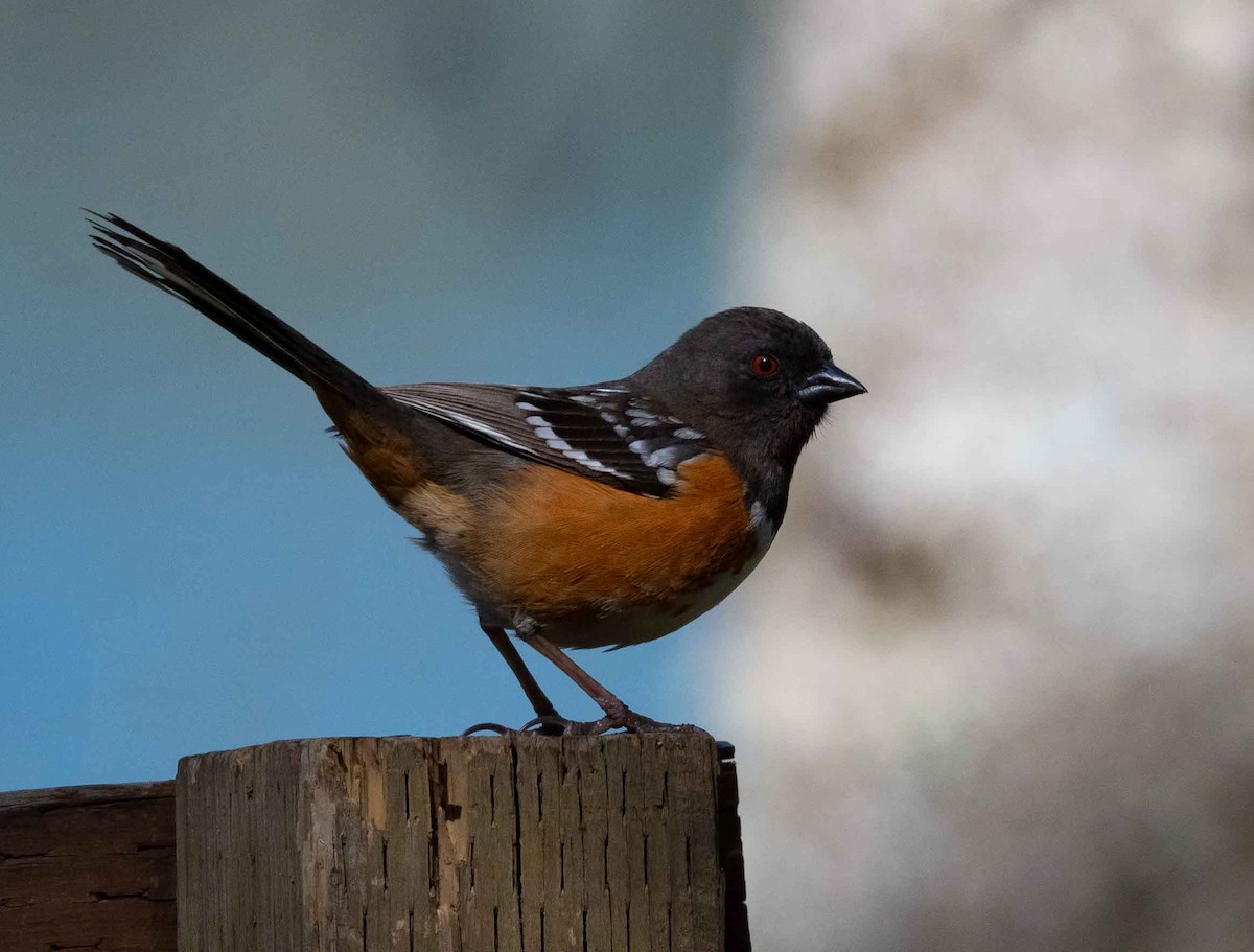 Spotted Towhee - ML337328291