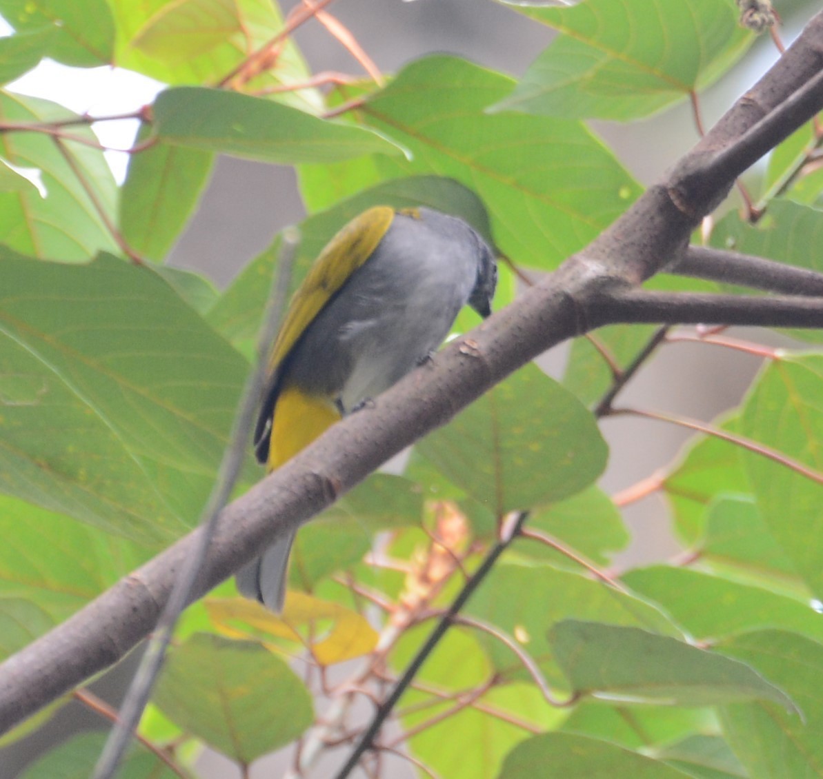 Gray-bellied Bulbul - ML33732831