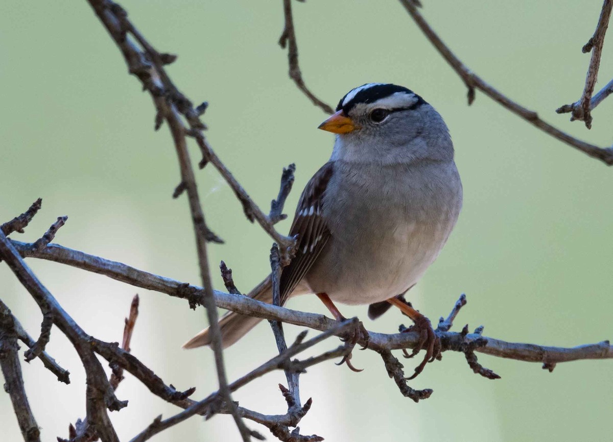 White-crowned Sparrow - ML337328371