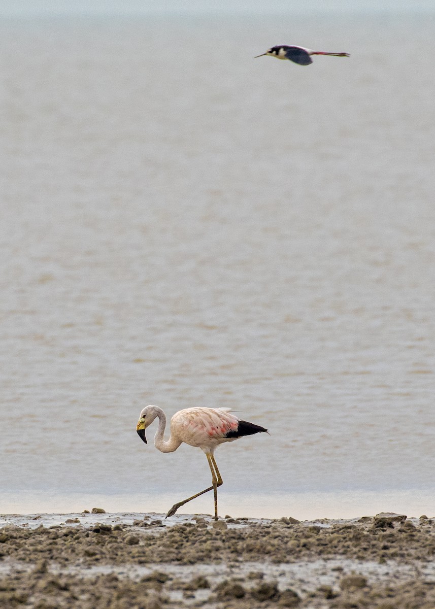 Andean Flamingo - ML337328591