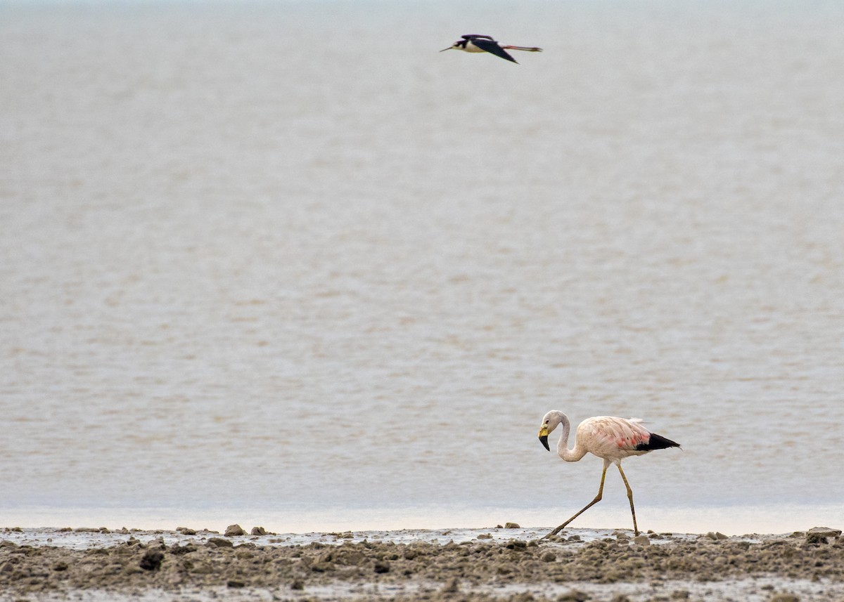 Andean Flamingo - ML337328611