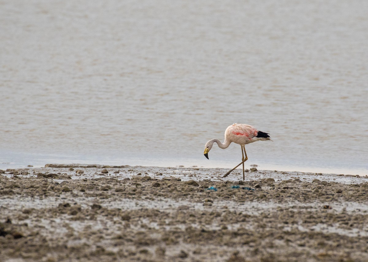 Andean Flamingo - ML337328641