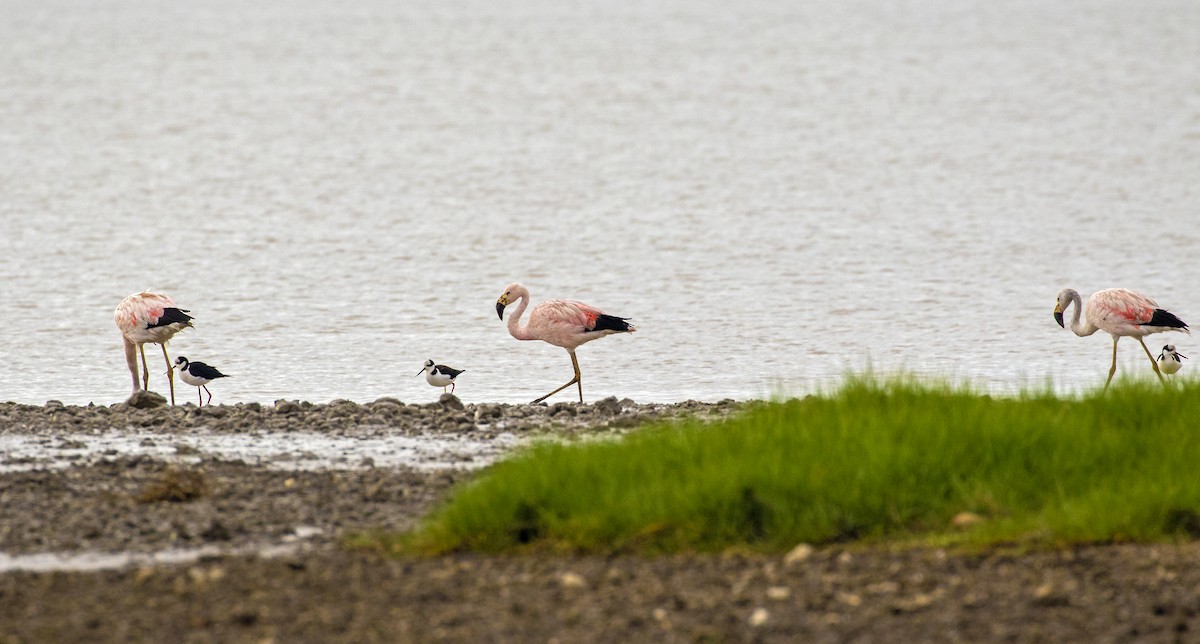 Andean Flamingo - ML337328681