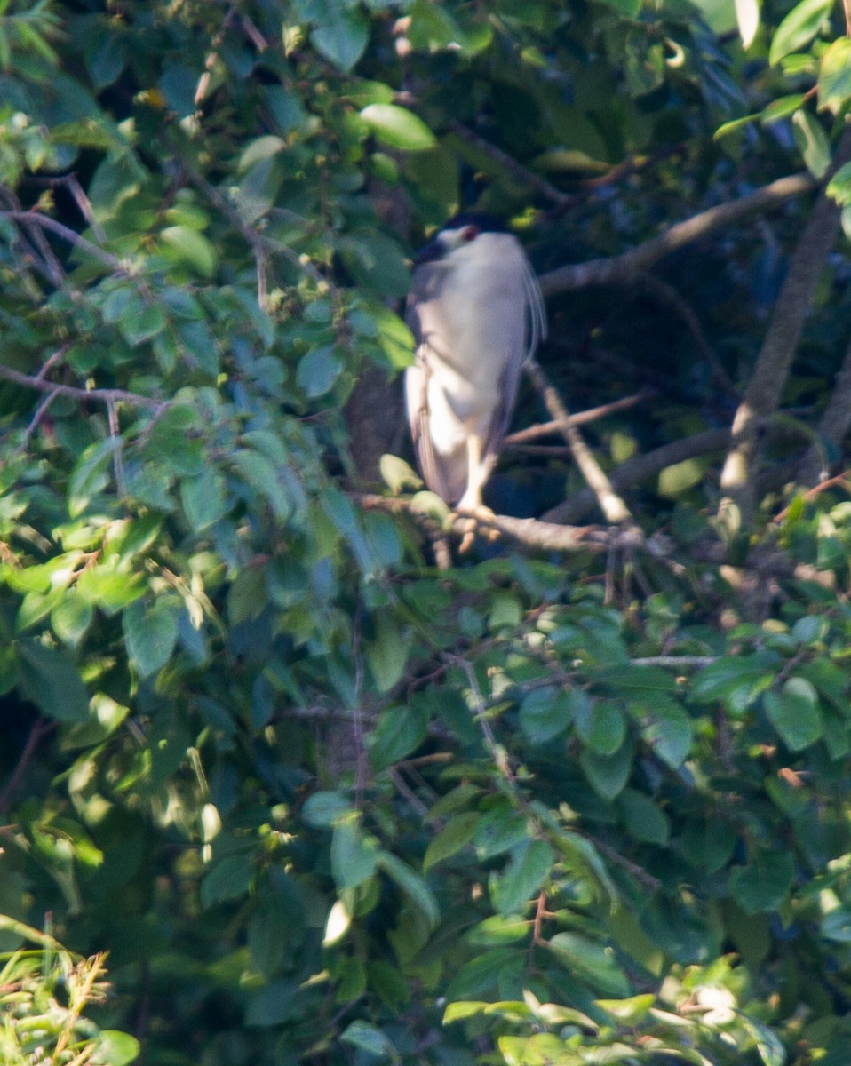 Black-crowned Night Heron - ML33732951