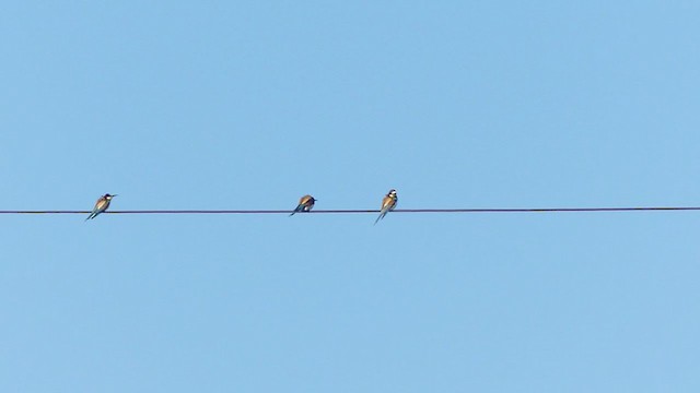 European Bee-eater - ML337329921