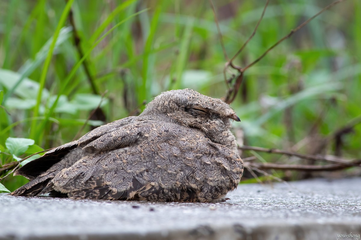 Savanna Nightjar - ML337331591