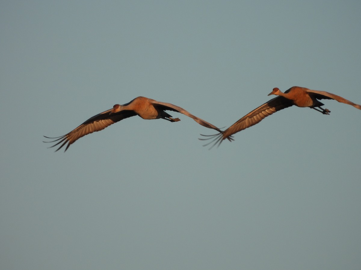 Sandhill Crane - Kimberly Emerson