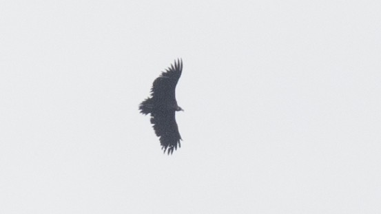 Cinereous Vulture - ML337335161
