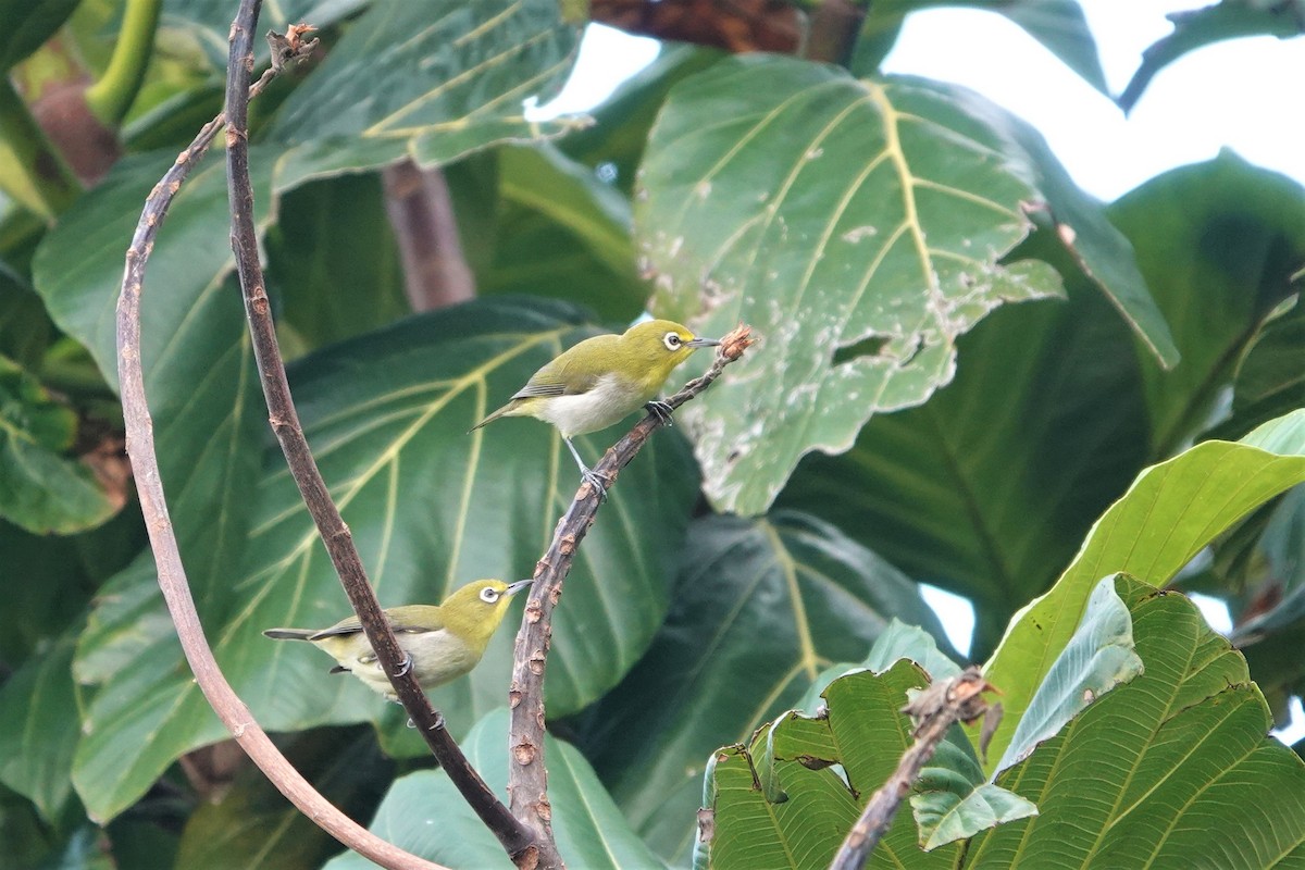 Lowland White-eye - ML337335671