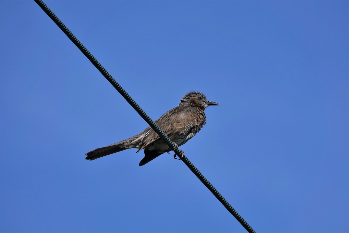 Brown-eared Bulbul - ML337335711