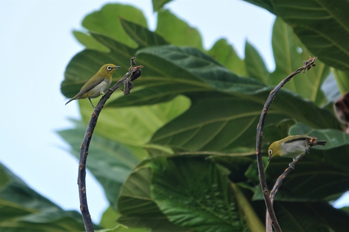 Lowland White-eye - ML337335721