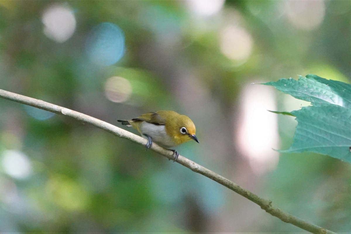 Lowland White-eye - ML337335771