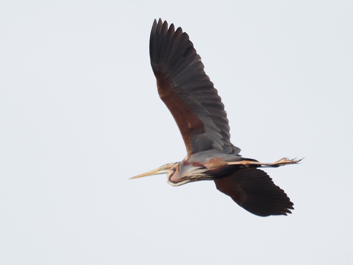 Purple Heron - ML337335901