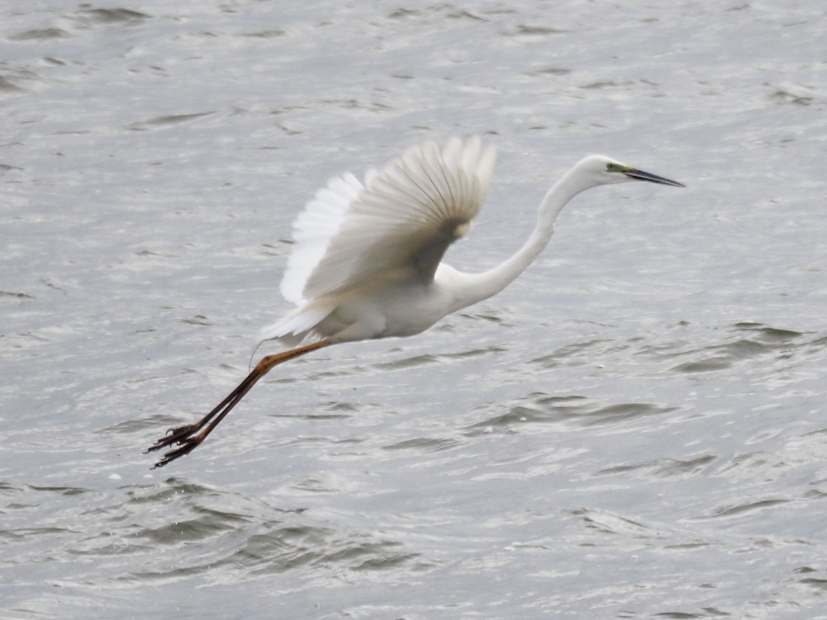 Great Egret - Kostyantyn Grinchenko