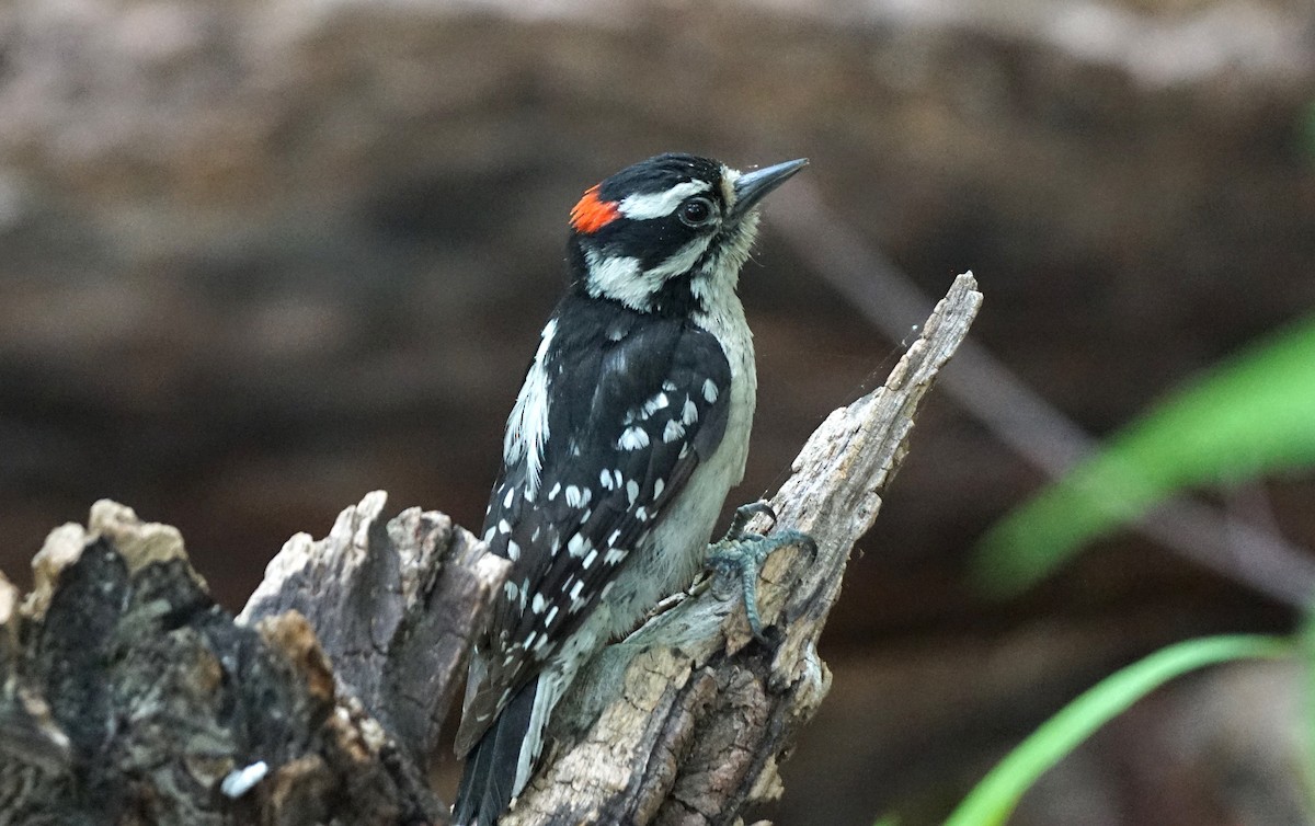 Downy Woodpecker - ML337338031