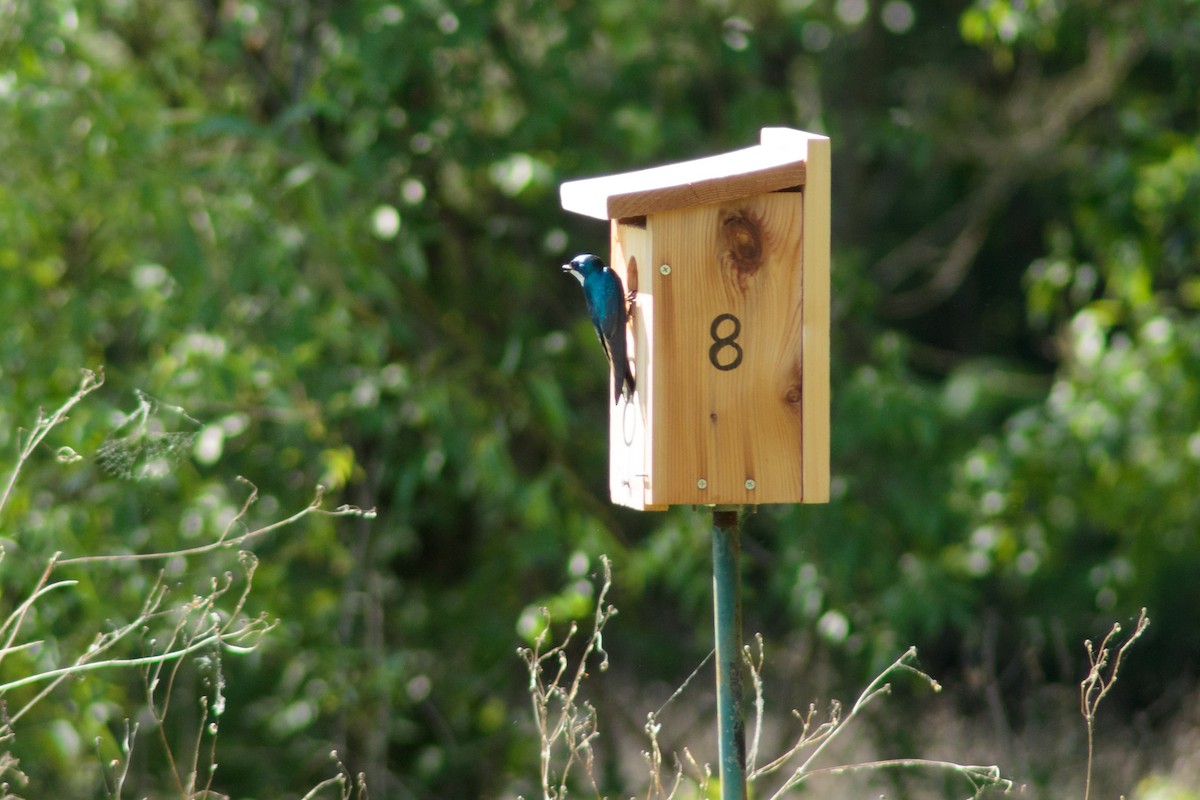 Tree Swallow - Woodward H. Pufflequins III