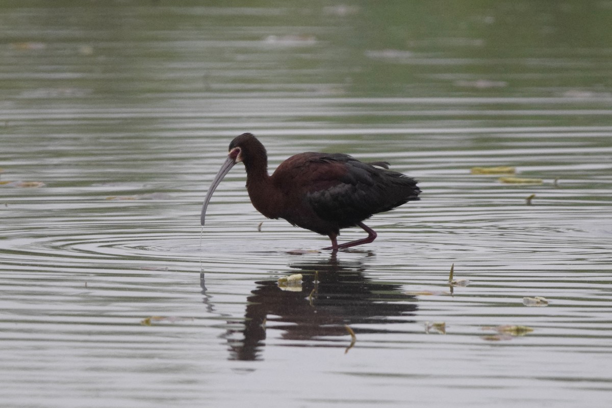 ibis americký - ML337338711