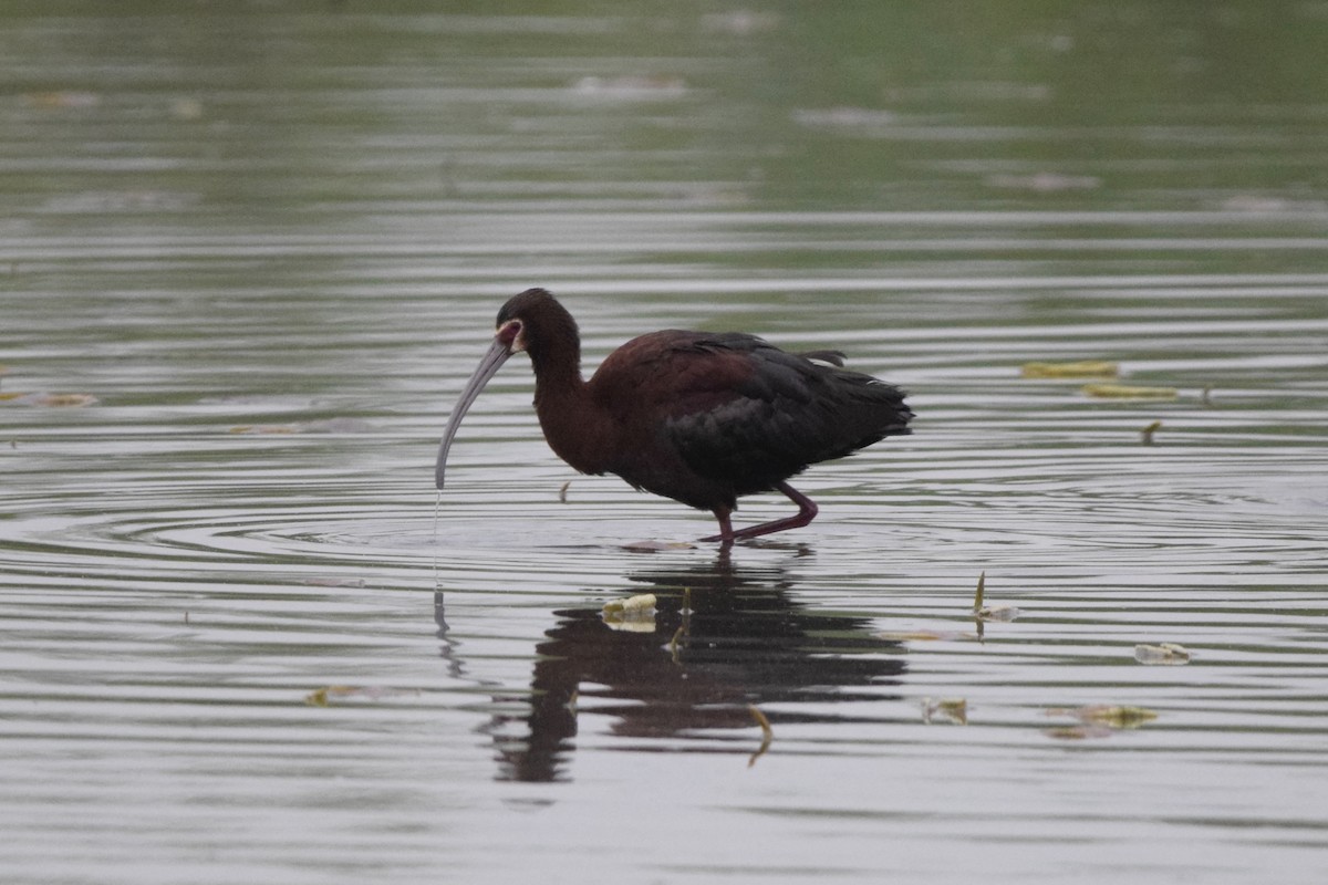 White-faced Ibis - ML337338711