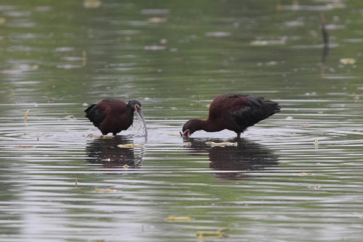 White-faced Ibis - Matt Longabaugh