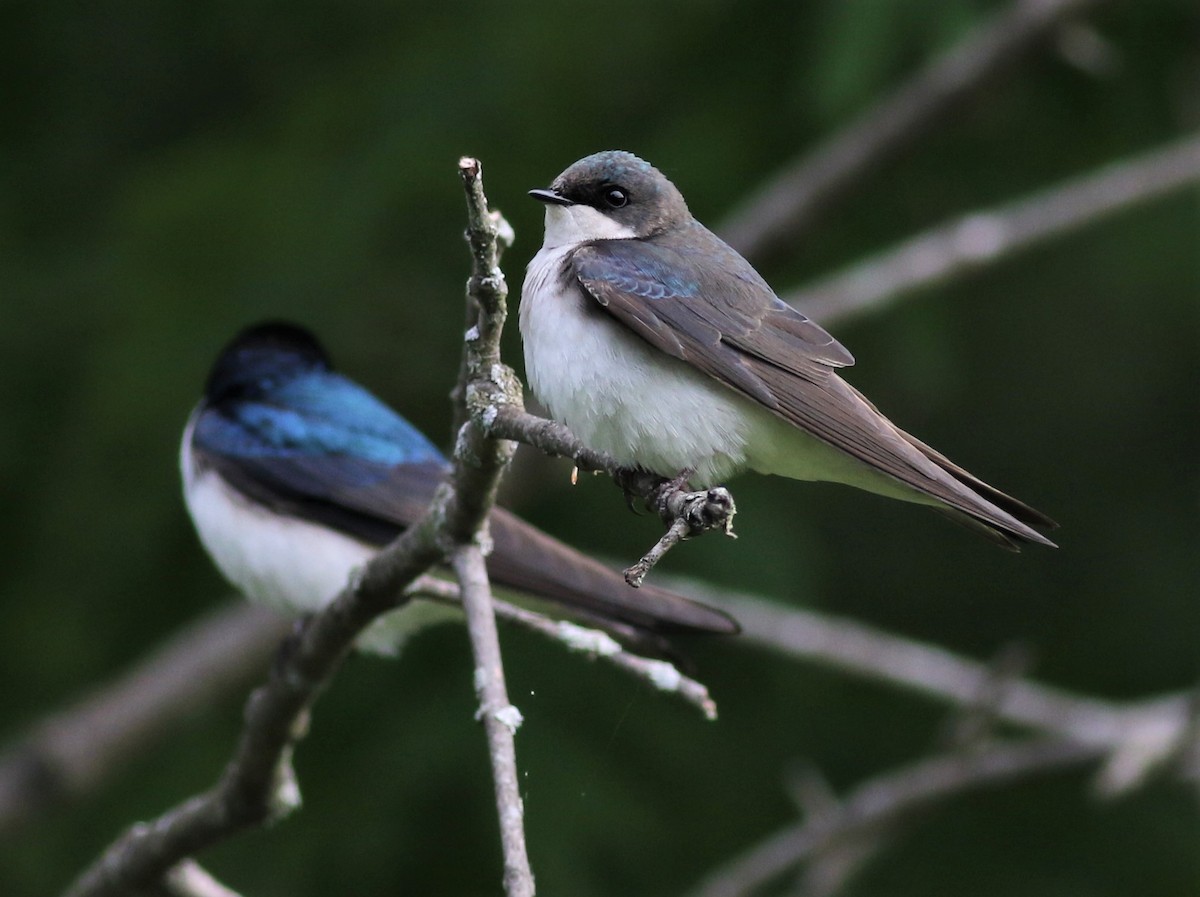 Tree Swallow - Daniel Lebbin