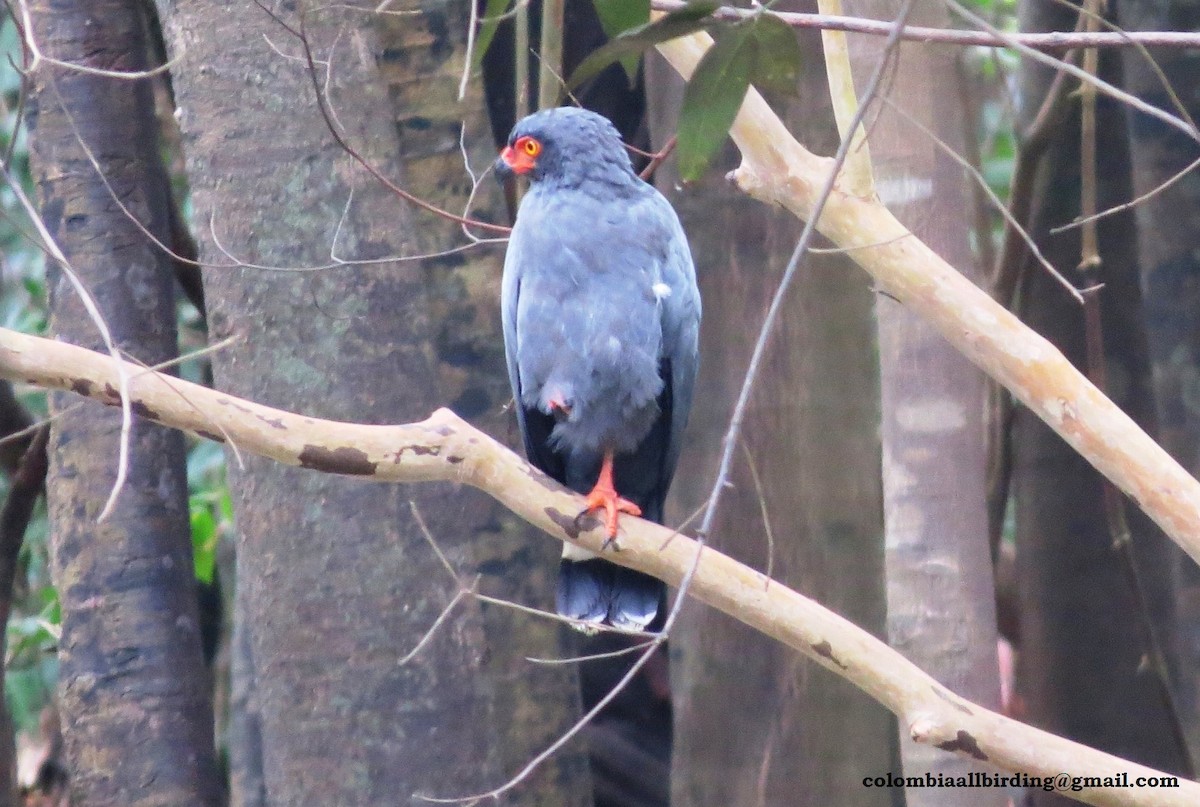 Slate-colored Hawk - Urias Edgardo  Gonzalez Carreño