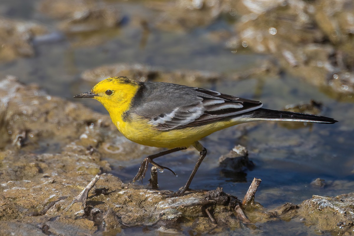 Citrine Wagtail - ML337340961