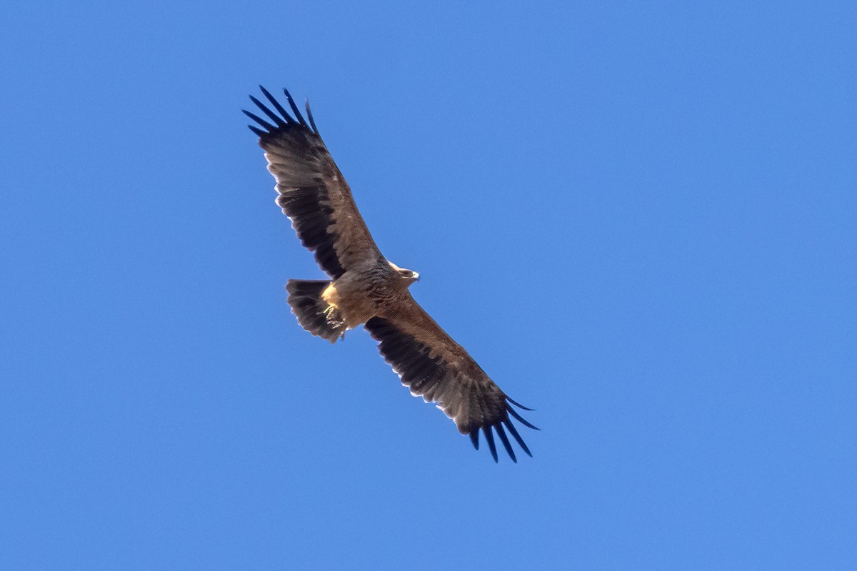 Águila Imperial Ibérica - ML337341581