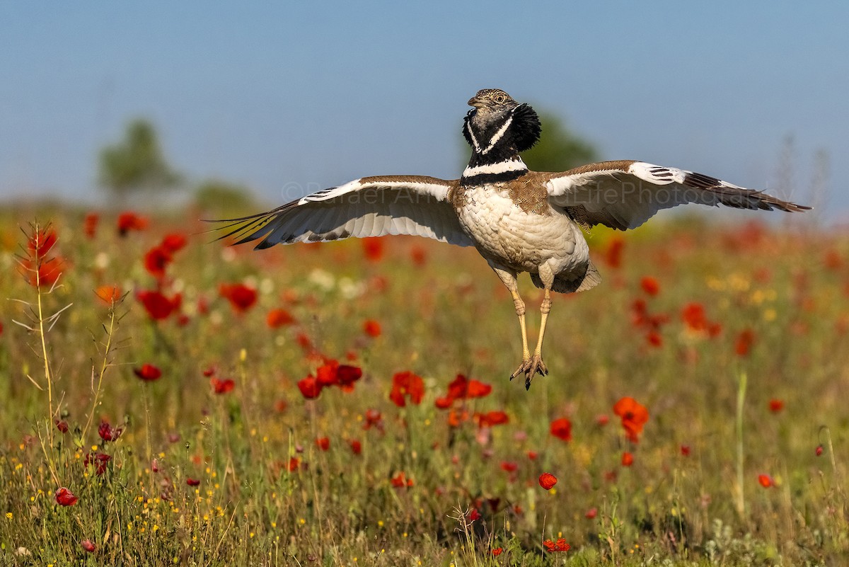 Little Bustard - ML337341991