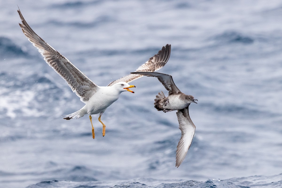 Balearic Shearwater - ML337342551