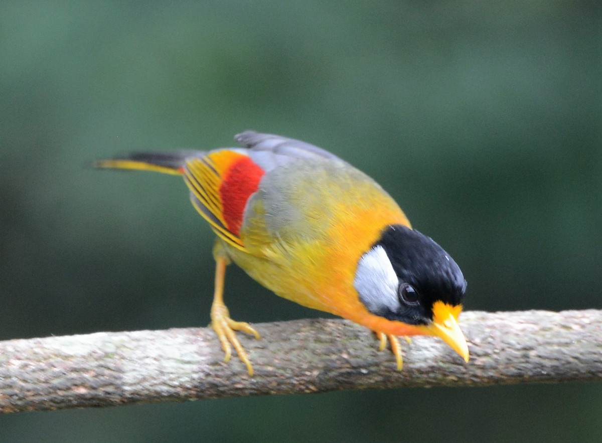 Silver-eared Mesia - Neil Wingert