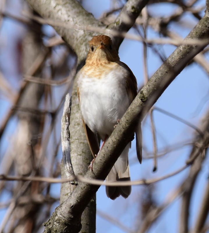 Veery - Regis Fortin