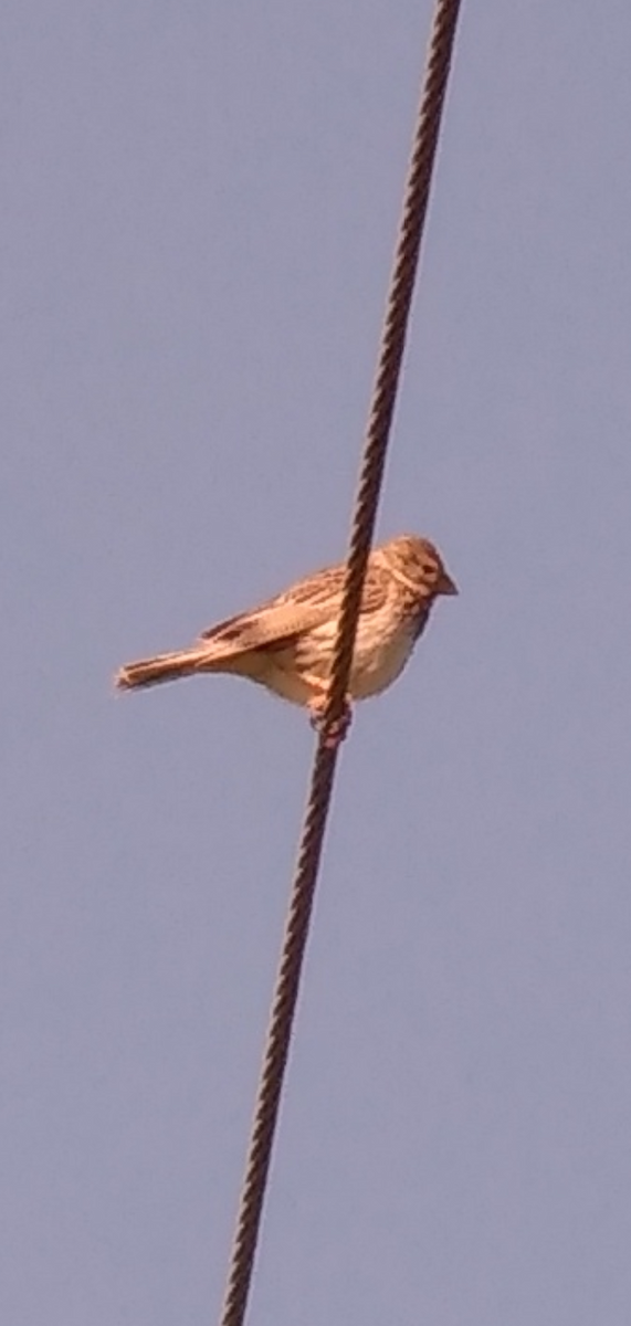 Corn Bunting - ML337348421