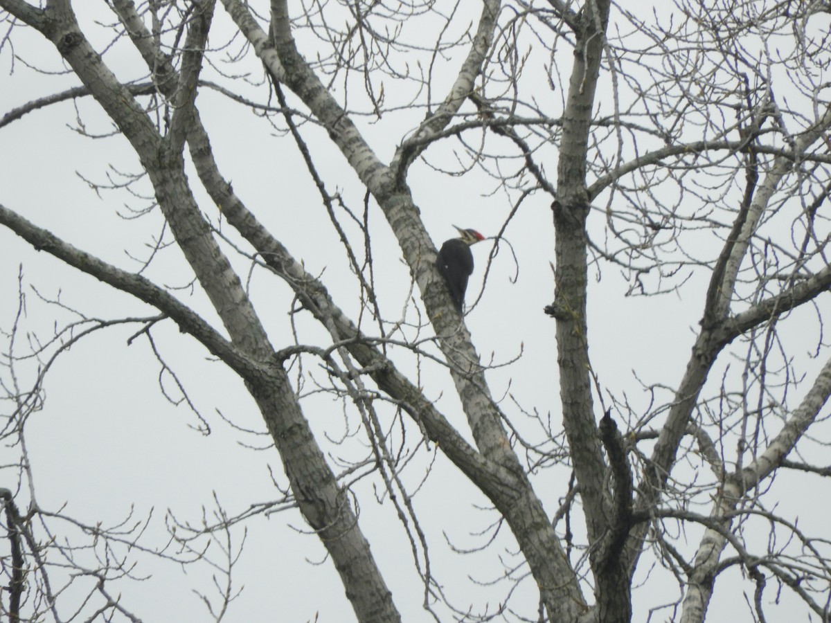 Pileated Woodpecker - ML337348591