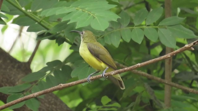 Little Spiderhunter - ML337350011