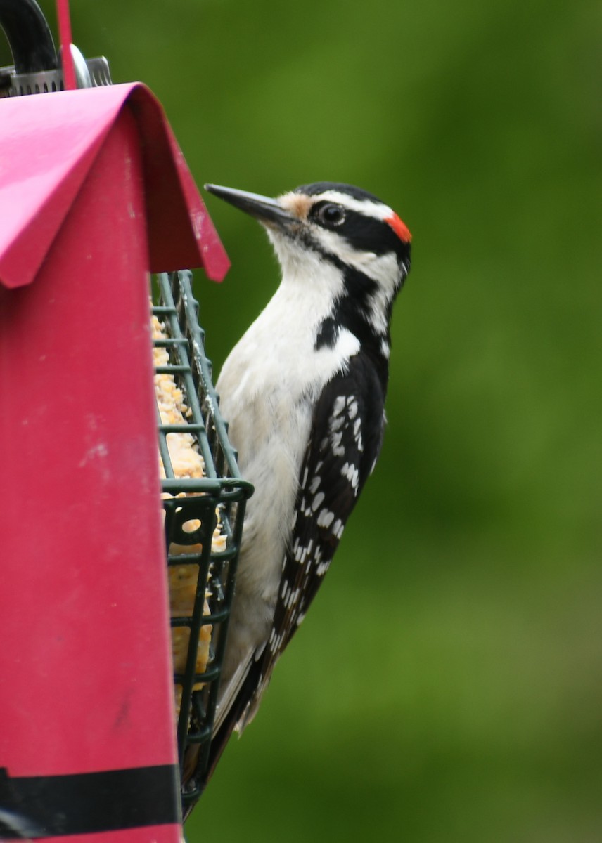 Hairy Woodpecker - ML337351691