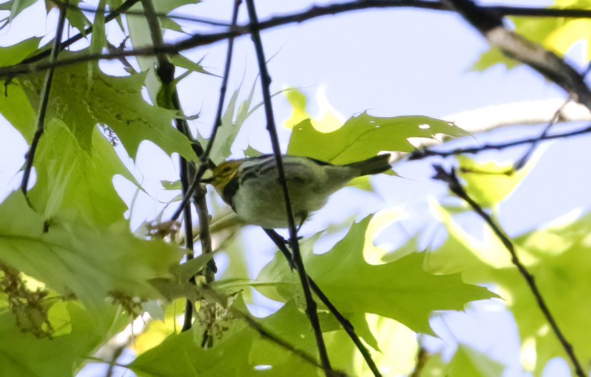 Black-throated Green Warbler - ML337352881