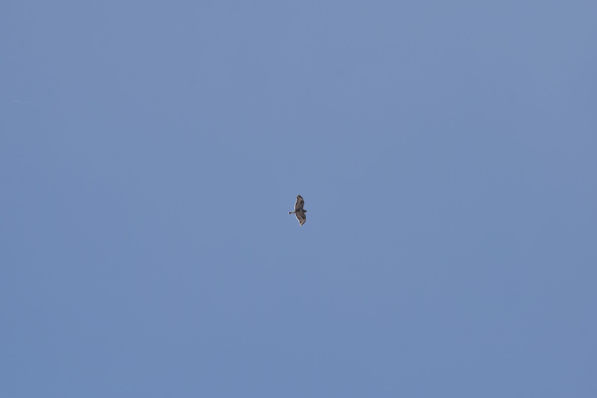 Rough-legged Hawk - ML337352931