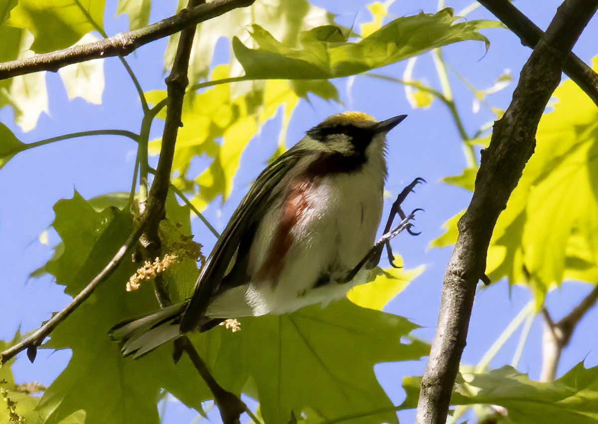 Chestnut-sided Warbler - ML337353011