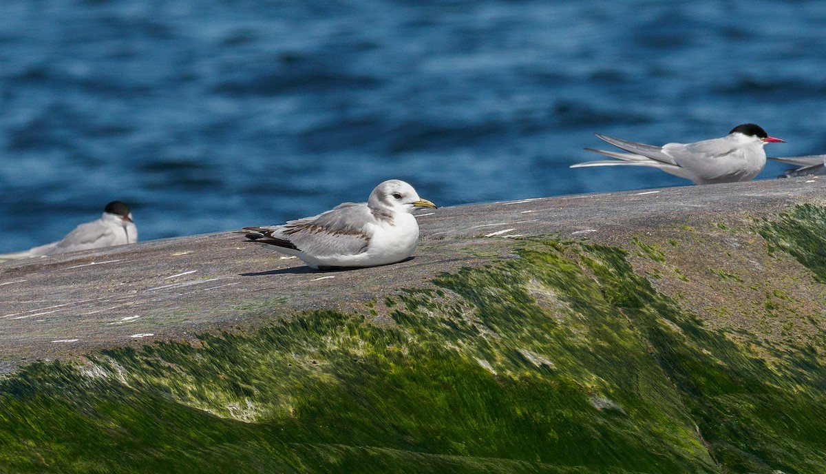 Black-legged Kittiwake - ML337353981