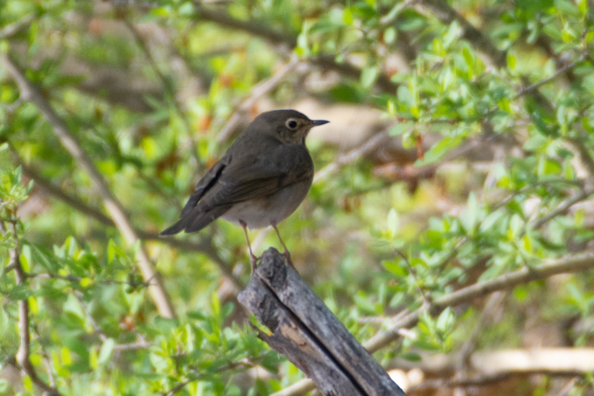 Swainson's Thrush - ML337354061