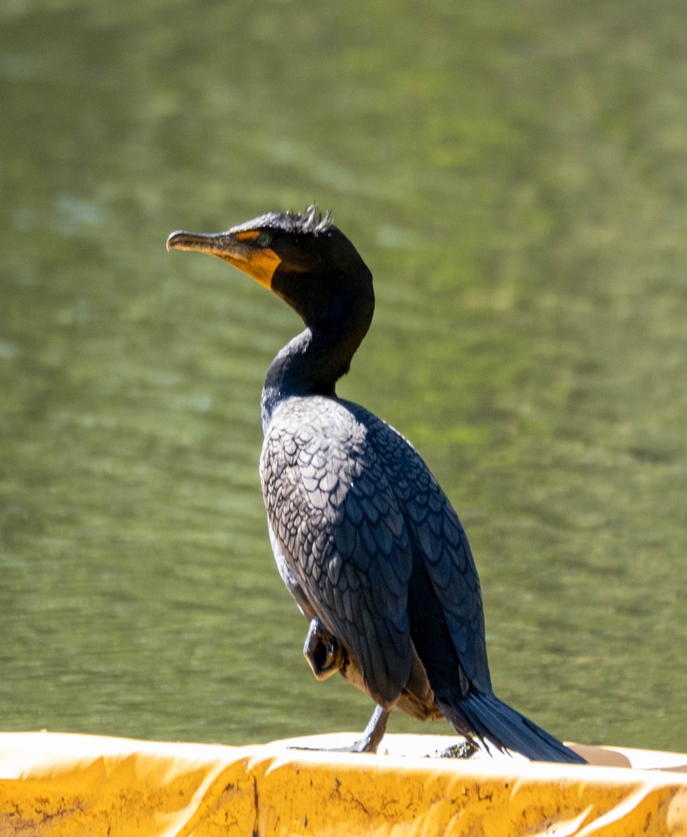 Cormorán Orejudo - ML337356791